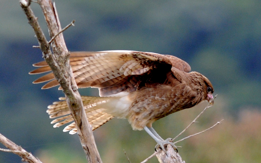 Parque Estadual da Serra do Tabuleiro permite observação de aves (Foto: Divulgação/Fatma)